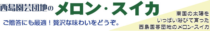 西島園芸団地のメロン・スイカ
